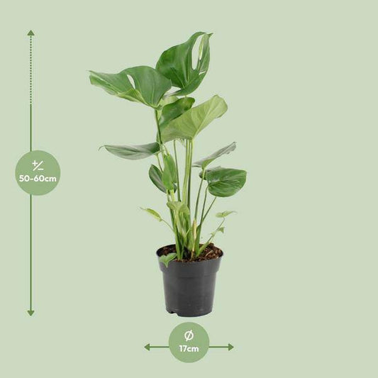 Köstliches Fensterblatt - Monstera Deliciosa - Zimmerpflanze - Ø17cm - ↕60cm 