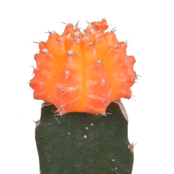 Sukkulenten Mix - Euphorbia meloformis variegata Gymnocalycium - 5.5cm - 3 Stück 