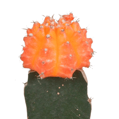 Sukkulenten Mix - Euphorbia meloformis variegata Gymnocalycium - 5.5cm - 3 Stück 