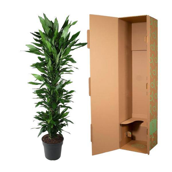 Drachenbaum – Dracaena Janet Lind 170cm – Ø34cm – Zimmerpflanze mit dunkelgrünen glänzenden Blättern – Pflegeleichte Grünpflanze für Wohnzimmer, Büro & Wintergarten 