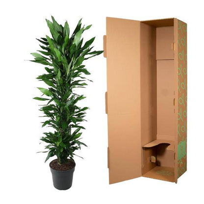 Drachenbaum – Dracaena Janet Lind 170cm – Ø34cm – Zimmerpflanze mit dunkelgrünen glänzenden Blättern – Pflegeleichte Grünpflanze für Wohnzimmer, Büro & Wintergarten 