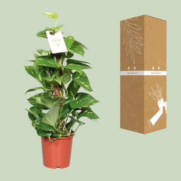 Efeutute Epipremnum Scindapsus Pinnatum – Goldene Efeutute am Moosstock – Zimmerpflanze Ø15cm ↕60cm – Herzförmige Blätter – Pflegeleichte Rankpflanze für Wohnzimmer, Büro & Innenräume 