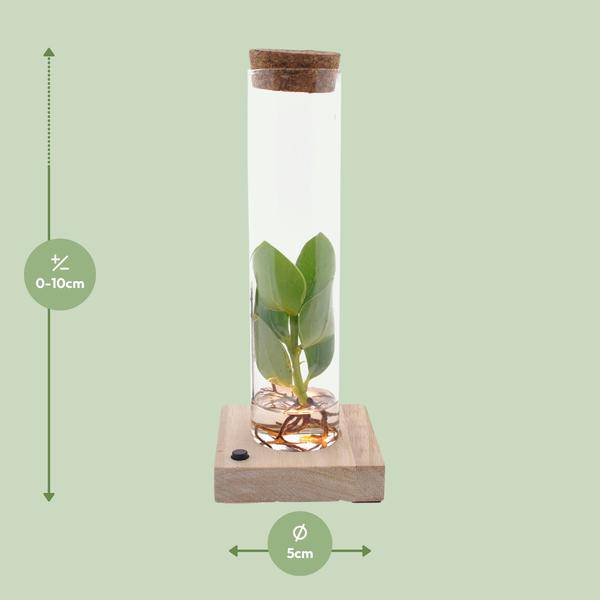 Clusia Im Röhrenglas + LED - Ø5cm - ↕10cm 