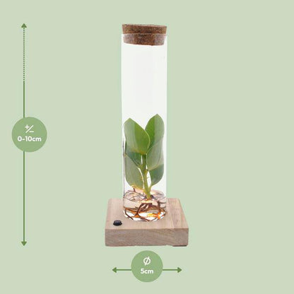 Clusia Im Röhrenglas + LED - Ø5cm - ↕10cm 