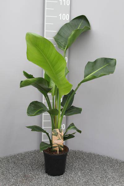Baum-Strelitzie Strelitzia Nicolai – Zimmerpflanze – Ø17cm – Höhe ca. 70cm – Exotischer Paradiesvogel fürs Zuhause 