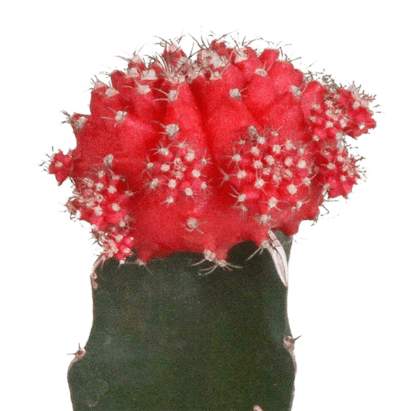 Sukkulenten Mix - Euphorbia meloformis variegata Gymnocalycium - 5.5cm - 3 Stück 