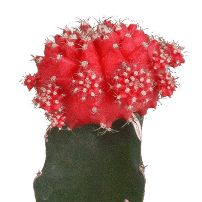 Sukkulenten Mix - Euphorbia meloformis variegata Gymnocalycium - 5.5cm - 3 Stück 