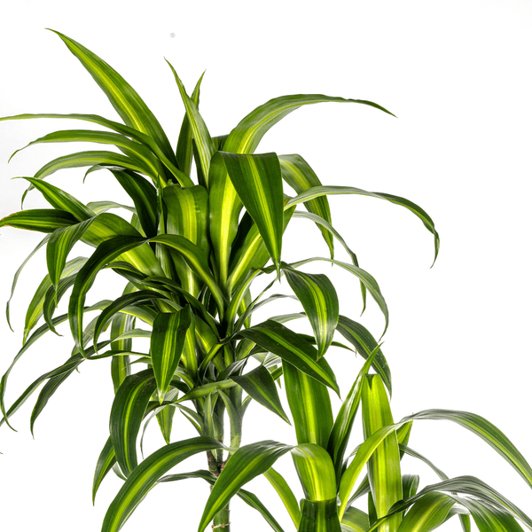 Drachenbaum Dracaena Deremensis Hawaiian Sunshine – Zimmerpflanze – Ø27 cm Topf – Höhe 180 cm – Tropischer Look & pflegeleicht 