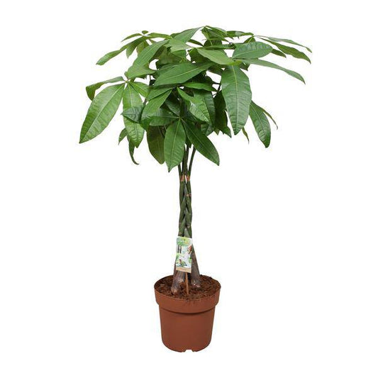 Glückskastanie – Pachira Aquatica – Ø24cm – 120cm hoch – Zimmerpflanze mit geflochtenem Stamm – Tropischer Geldbaum für Wohnzimmer, Büro & Wintergarten 