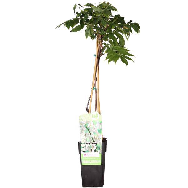 Weißer Blauregen - Wisteria floribunda 'Longissima Alba' - Weißer Regen - Ø15cm - ↕65cm 