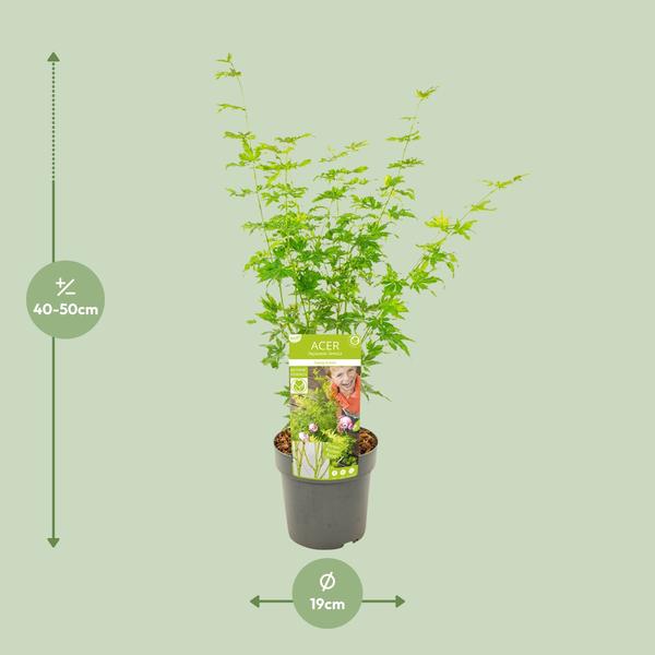 Japanischer Fächerahorn - Acer palmatum Going Green - Zimmerpflanze - Ø19cm - ↕50cm 