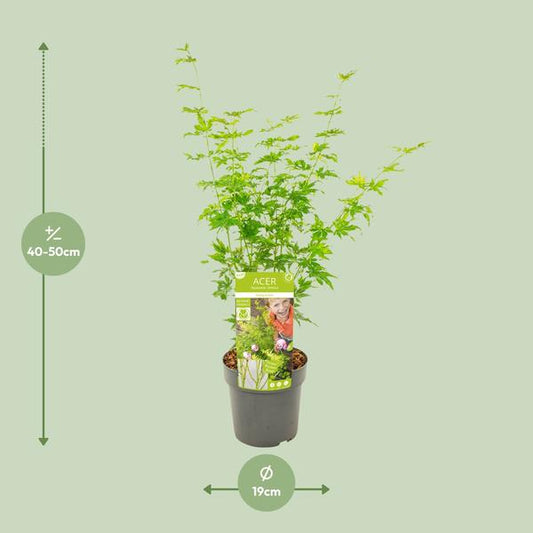 Japanischer Fächerahorn - Acer palmatum Going Green - Zimmerpflanze - Ø19cm - ↕50cm 