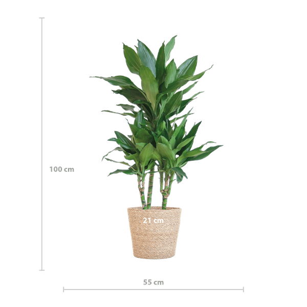 Dracaena Janet Lind 95cm – Drachenbaum Zimmerpflanze Ø21cm – pflegeleichte grüne Pflanze mit luftreinigender Wirkung – inkl. handgeflochtenem Seegras-Korb Sofia Natur 