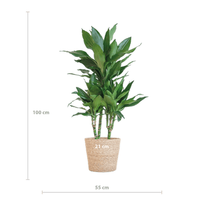 Dracaena Janet Lind 95cm – Drachenbaum Zimmerpflanze Ø21cm – pflegeleichte grüne Pflanze mit luftreinigender Wirkung – inkl. handgeflochtenem Seegras-Korb Sofia Natur 