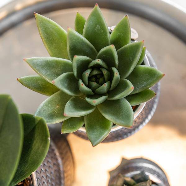 Sukkulenten 2er-Set in silbernen Rillen-Keramik-Ziertöpfen – Ø9 cm – Pflegeleichte Crassula Hobbit & Crassula Ovata – Dekorative Zimmerpflanzen für Zuhause & Büro 