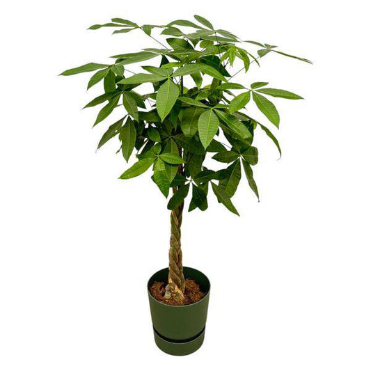 Pachira Aquatica – Glückskastanie – Geldbaum – Zimmerpflanze ca. 160cm – ø30cm – inkl. Pflanzgefäß Greenville Grün – XXL Glückspflanze mit geflochtenem Stamm für Wohnzimmer, Büro & Wintergarten 