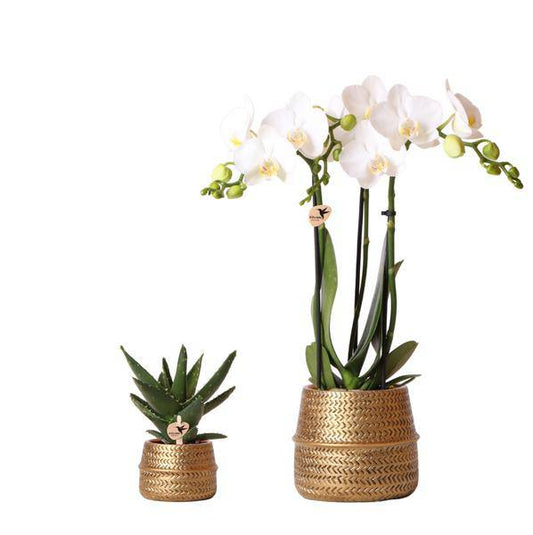 Pflanzenset Groove gold – Weiße Phalaenopsis Amabilis Ø9cm & Aloe Brevifolia Ø6cm – goldene Keramik-Ziertöpfe – Elegantes Orchideen- und Sukkulenten-Set – Geschenkidee & Deko 