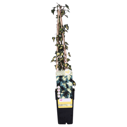 Gold-Efeu - Hedera helix 'Goldheart' - ↨65cm - Ø15cm - 4 Stück 