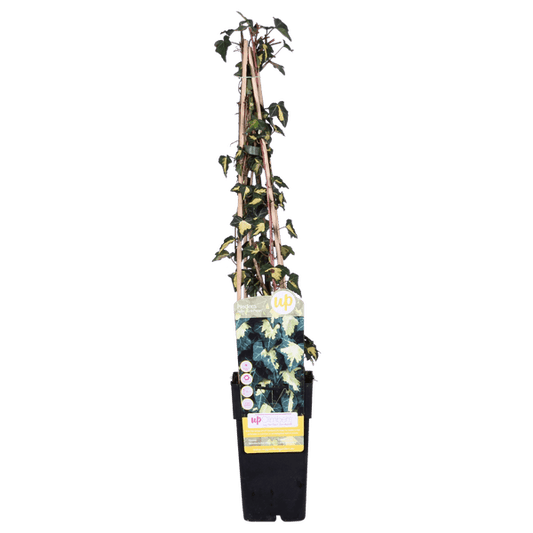 Gold-Efeu - Hedera helix 'Goldheart' - ↨65cm - Ø15cm - 4 Stück 