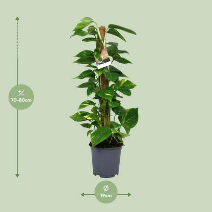 Efeutute - Scindapsus Epipremnum - Zimmerpflanze - Ø19cm - ↕80cm 