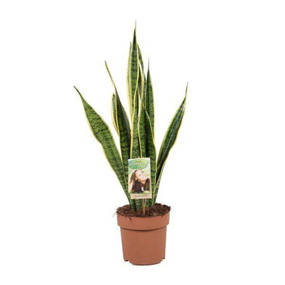 Bogenhanf - Sansevieria Trifasciata Laurentii - Zimmerpflanze - Ø17cm - ↕60cm 
