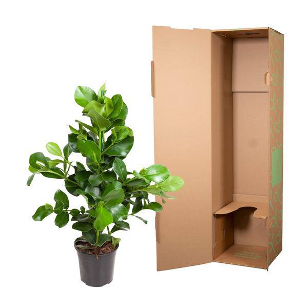 Balsamapfel – Clusia Rosea 130cm – Ø24cm – Zimmerpflanze mit dichten glänzenden Blättern – Robuste pflegeleichte Grünpflanze für Wohnzimmer, Büro & Wintergarten 