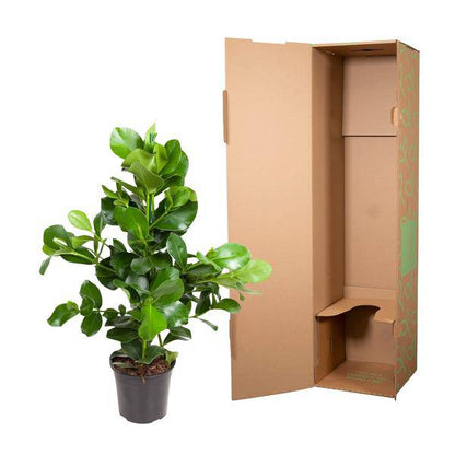 Balsamapfel – Clusia Rosea 130cm – Ø24cm – Zimmerpflanze mit dichten glänzenden Blättern – Robuste pflegeleichte Grünpflanze für Wohnzimmer, Büro & Wintergarten 