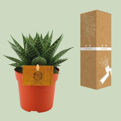Sukkulente - Gasterie Hybride Aurora - Zimmerpflanze - Ø11cm - ↕15cm 