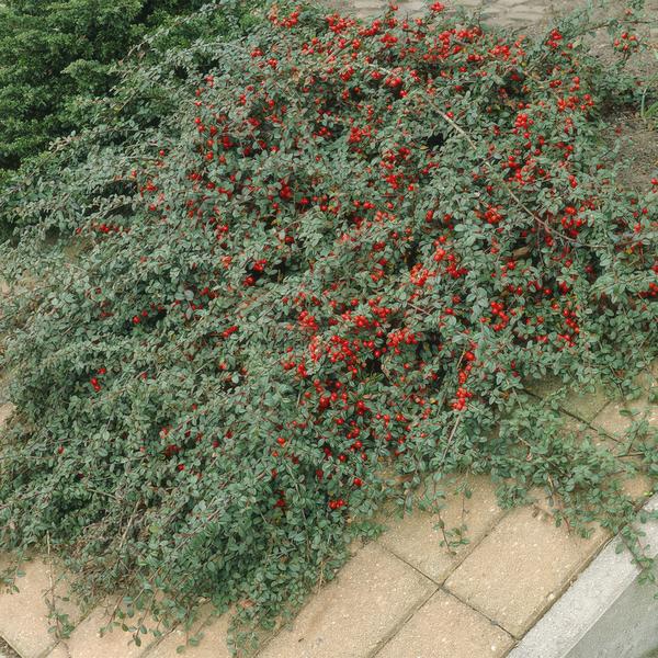 Teppichmispel Cotoneaster dammeri 'Major' – 6 Pflanzen – ↕25cm – Ø9cm – Bodendecker – Blühend & pflegeleicht – Sonne & Schatten 