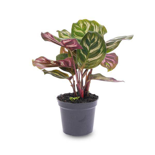 Calathea Makoyana – Pfauenpflanze – Terrarienpflanze – dekoratives Blattmuster 