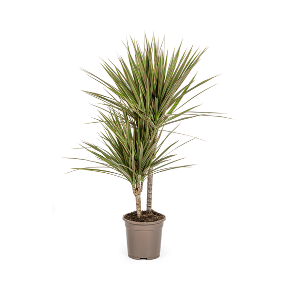 Drachenbaum - Dracaena Marginata Bicolor - Zimmerpflanze - Ø17cm - ↕60cm – Elegant & pflegeleicht 