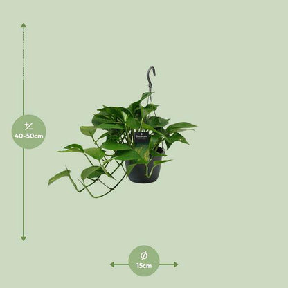 Efeutute - Scindapsus Epipremnum - Zimmerpflanze - Ø15cm - ↕45cm 