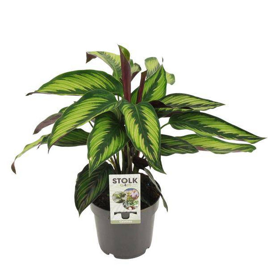 Calathea Majestica Princeps – Korbmarante – Zimmerpflanze – Ø14cm – Höhe ca. 45cm – Tropisches Blattmuster – Luftreinigend & Pflegeleicht 