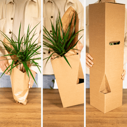 Sansevieria im Glaszylinder – Ø12cm – ↕30cm – Pflegeleichte Zimmerpflanze im dekorativen Glasgefäß – Luftreinigend & robust – Für Wohnzimmer, Büro oder Schlafzimmer 