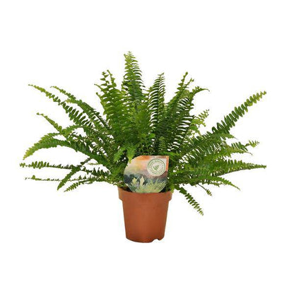 Schwertfarn Nephrolepis Green Lady – Boston-Farn Zimmerpflanze – Ø12cm – 30cm Höhe – luftreinigend & pflegeleicht – elegantes, grünes Laub 