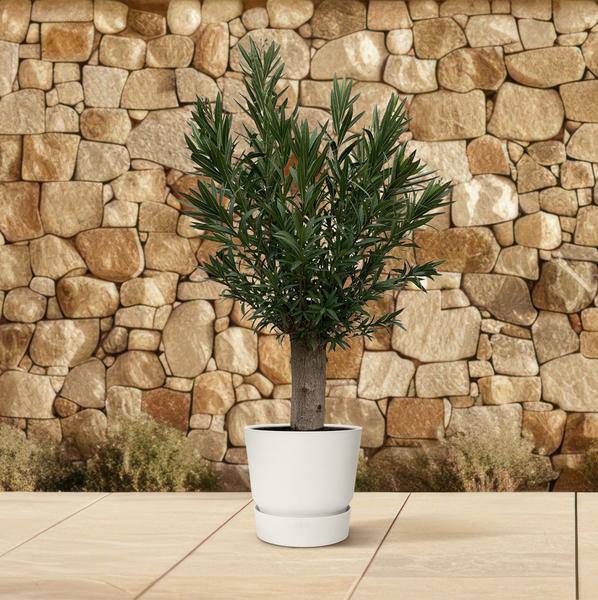 Nerium Oleander Bonsai - 190cm - ø45 