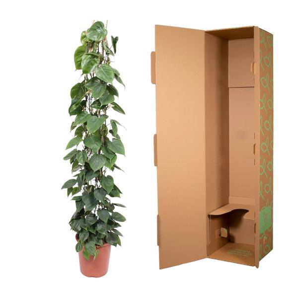 Baumfreund – Philodendron Scandens – Zimmerpflanze – 160cm – Ø27cm – pflegeleichte Kletterpflanze mit herzförmigen Blättern für Wohnung, Büro und Wintergarten 