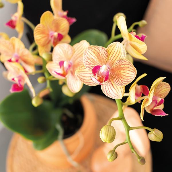 Phalaenopsis Orchidee Orange mit Grünpflanze im Candy Ziertopf auf weißem Bio-Tablett – Zimmerpflanzen Set – Geschenkidee – Dekoration 