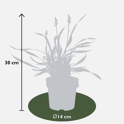 Liriope muscari 'Ingwersen' – Glöckchentraube – Immergrüne Staude – Ø14cm – ↨25-30cm – 3 Pflanzen– Bodendecker für Schatten & Halbschatten 