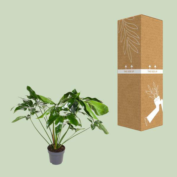 Baumfreund - Philodendron Green  Wonder - Zimmerpflanze - Ø24cm - ↕100cm 