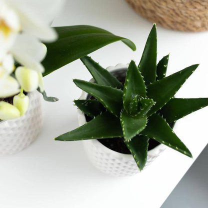 Sukkulente Aloe Brevifolia – Kleine Grüne Zimmerpflanze mit Stacheln – Ø6cm – Pflegeleicht & Robust – Ideal für helle Standorte ohne direkte Sonne 