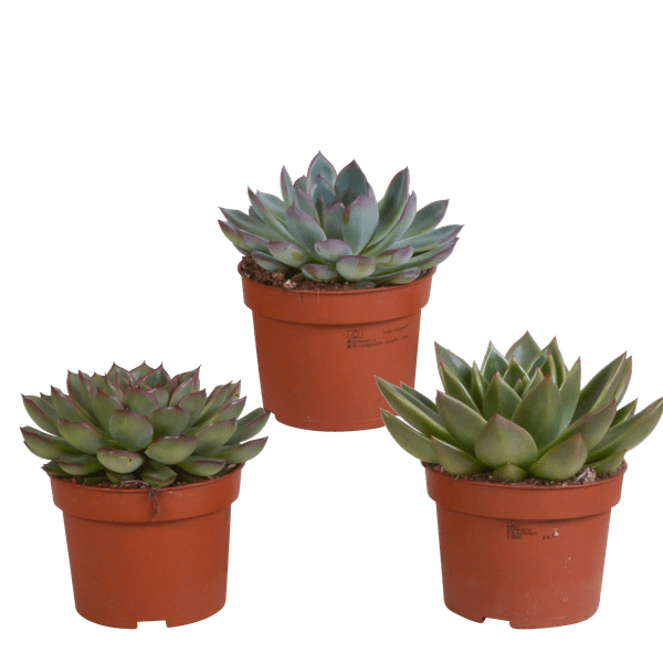 Steinrose - Echeveria - Mix - 10,5 cm - 3 Stück - Zimmerpflanze - Sukkulente 