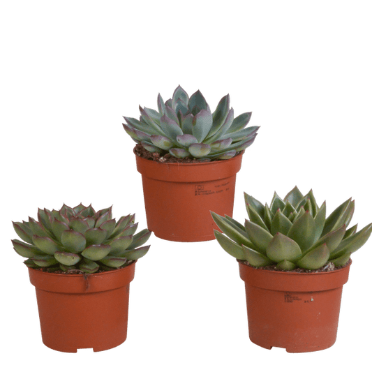 Steinrose - Echeveria - Mix - 10,5 cm - 3 Stück - Zimmerpflanze - Sukkulente 
