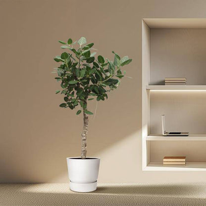 Banyan-Feige Ficus Benghalensis – 200cm hoch – Ø50cm – Exklusive Zimmerpflanze mit großen glänzenden Blättern – Pflegeleicht & robust – Für Wohnzimmer, Büro & Innenräume 