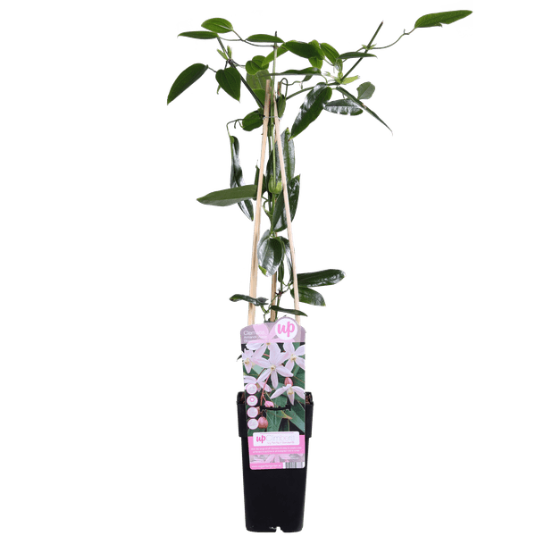 Waldrebe Clematis armandii Apple Blossom – Immergrüne Clematis – Hellrosa Blüten – Ø15cm Topf – ↕65cm Kletterpflanze – Duftende Blüten – Wintergrün – Bienenfreundlich 