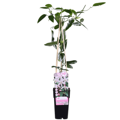Waldrebe Clematis armandii Apple Blossom – Immergrüne Clematis – Hellrosa Blüten – Ø15cm Topf – ↕65cm Kletterpflanze – Duftende Blüten – Wintergrün – Bienenfreundlich 