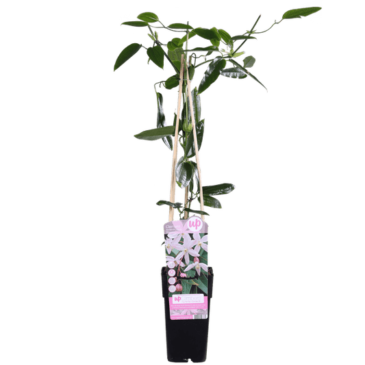 Waldrebe Clematis armandii Apple Blossom – Immergrüne Clematis – Hellrosa Blüten – Ø15cm Topf – ↕65cm Kletterpflanze – Duftende Blüten – Wintergrün – Bienenfreundlich 