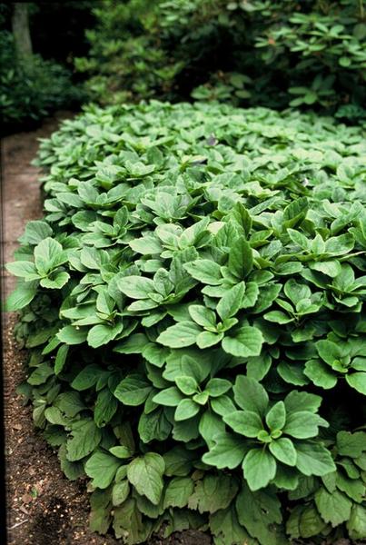 Japanischer Ysander Pachysandra terminalis – 6 Pflanzen – Immergrüner Bodendecker – Schattengarten – Pflegeleicht – Unkrautunterdrückend 
