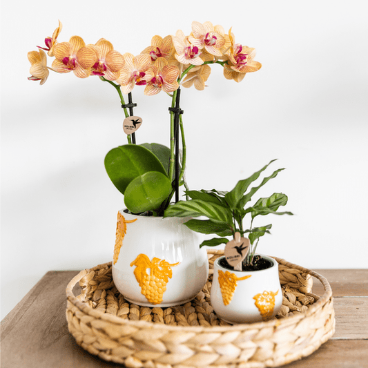 Korbmarante - Calathea - Zimmerpflanze - Ø9cm 