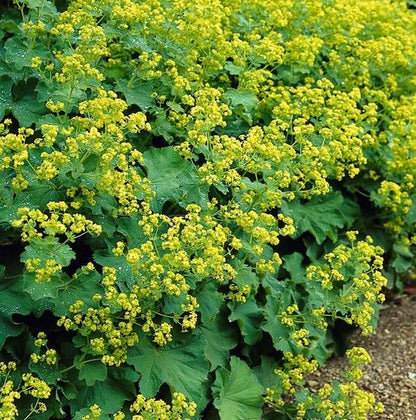 Weicher Frauenmantel Alchemilla mollis – ↕10-25cm – Ø9cm – 6 Pflanzen – Bodendecker & Staude für Beete, schattige Plätze & Garten 